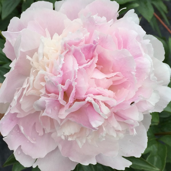 Peony Pink Pecher Peonies Flowers and Fillers Flowers by category Sierra Flower Finder